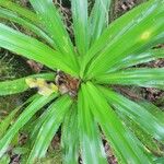 Pandanus purpurascens Hoja