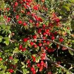 Cotoneaster microphyllus Gyümölcs