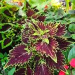 Coleus decurrensLeaf