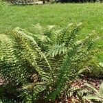 Dryopteris cycadina Pokrój