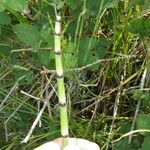 Equisetum laevigatum বাকল