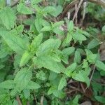 Stachys floridana Blad