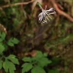 Ainsliaea dissecta Flor
