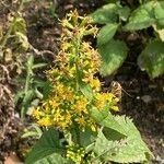 Solidago flexicaulis Flor