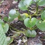 Heteranthera reniformis Leaf