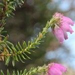 Erica ciliaris Flor