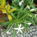 Hippobroma longiflora Folha