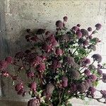 Angelica gigas Fiore