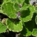 Teucrium pyrenaicum Leaf