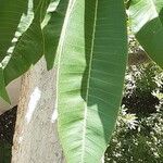 Plumeria alba Hoja