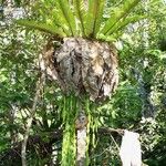 Ophioglossum pendulum Schors