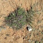 Cyperus niveus Συνήθη χαρακτηριστικά