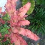 Justicia brandegeeana Flor