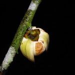 Uvariodendron molundense Flor