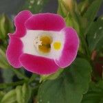Torenia fournieri Kvet