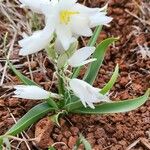 Chlorophytum tuberosum Blatt