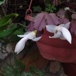 Schlumbergera truncataFiore