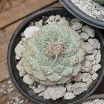 Strombocactus disciformis List