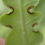 Histiopteris incisa Leaf