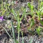 Lathyrus angulatus Leaf