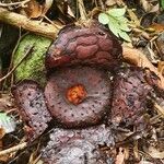 Rafflesia hasseltii Kvet