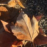 Platanus x hispanica 葉
