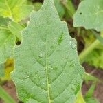 Solanum physalifolium Liść