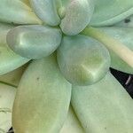 Pachyphytum compactum Liść