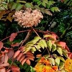 Aralia elata Flower