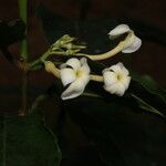 Lacmellea panamensis