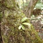 Bulbophyllum longiflorum Habit