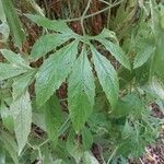 Cyclanthera pedata 葉