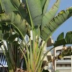 Strelitzia nicolai Φύλλο