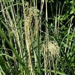 Andropogon bicornis Leaf