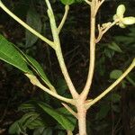 Conchocarpus nicaraguensis Bark