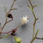 Heuchera micrantha Blomma