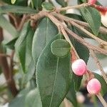 Camellia rosthorniana Leaf