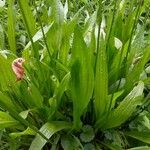 Plantago lanceolataDeilen