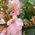 Impatiens balsamina Blomst