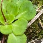 Saxifraga cuneifolia Лист