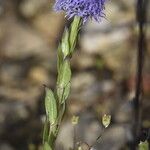 Globularia bisnagarica Floare