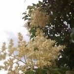 Ligustrum japonicum Цветок