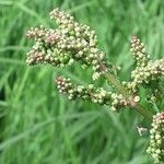 Rumex acetosaBlomst