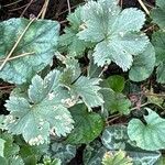 Alchemilla fissa Leaf