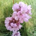 Armeria arenariaBlomst