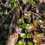 Viola palustris Flor