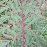 Rhus glabra Fuelha