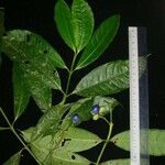 Faramea glandulosa その他の提案