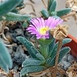 Delosperma harazianum Hábito