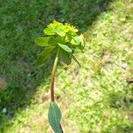Euphorbia illirica 樹皮